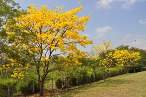 Aprenda como plantar e cuidar de Ipê em casa ou vasos. Conheça as principais espécies, seus significados, cuidados com irrigação, poda e curiosidades dessa árvore símbolo do Brasil.