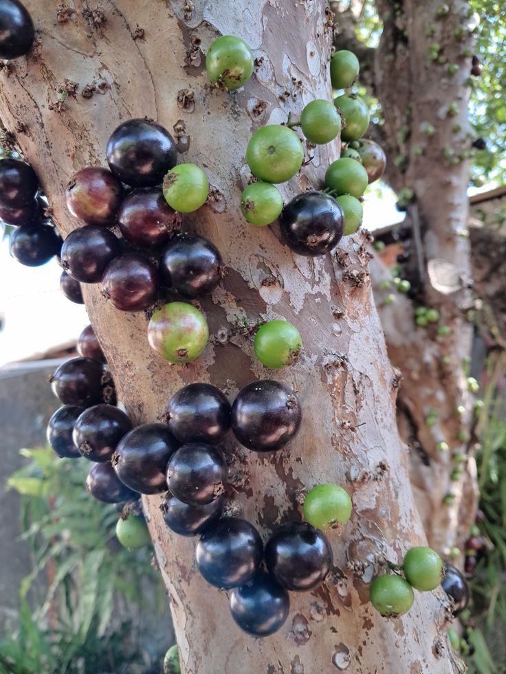 jabuticaba