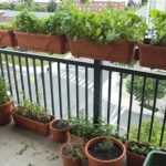 Alface em apartamento