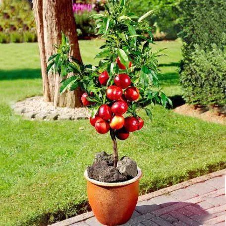 plantar nectarina em vaso