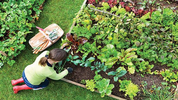 Mini horta doméstica