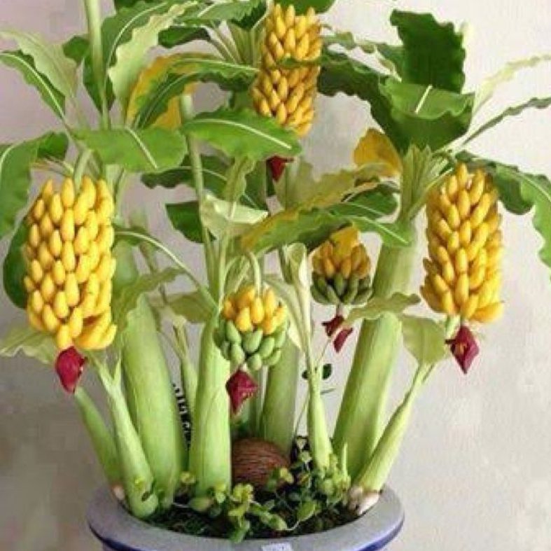 plantar banana em vaso