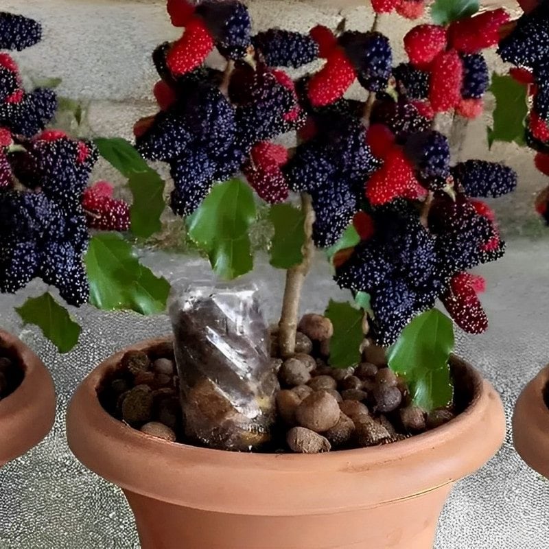 como plantar amora em vaso