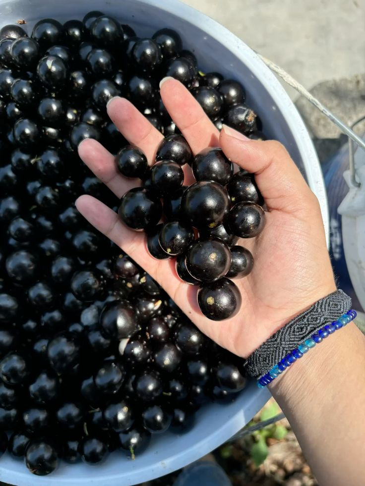  jabuticaba