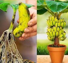 plantar banana em vaso