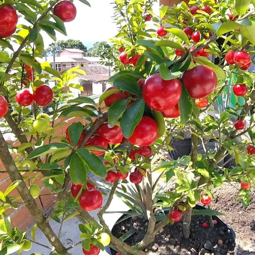 Como Plantar Acerola em Vaso