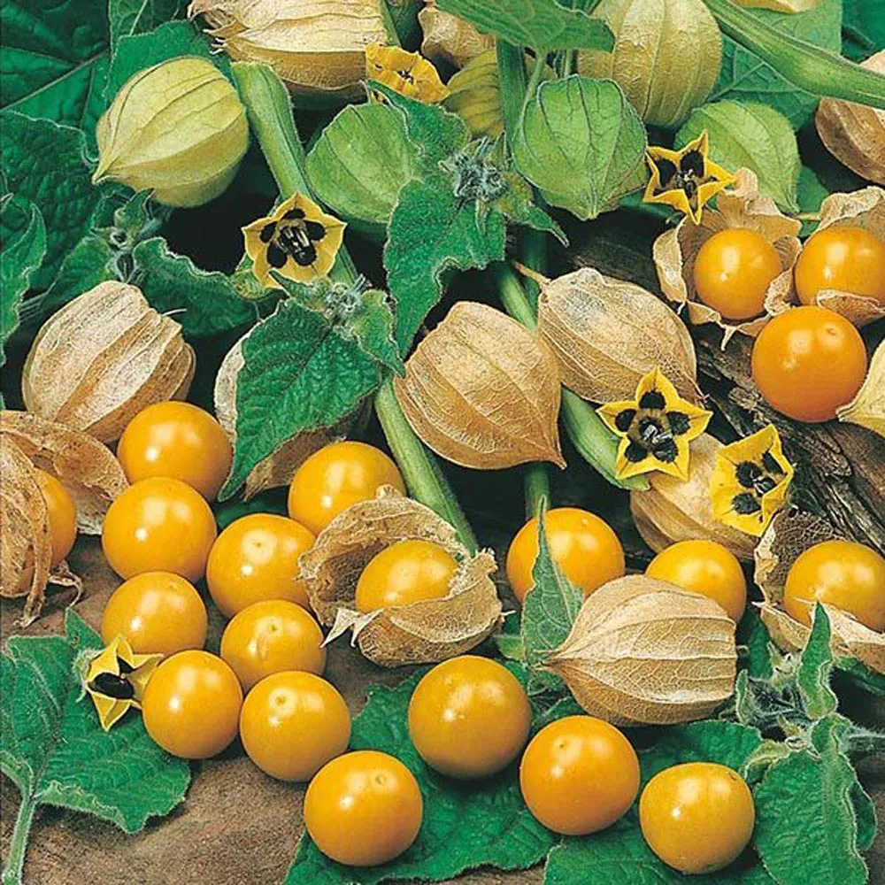 Physalis (Physalis angulata)