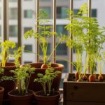 cenouras plantadas na varanda