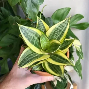 mini espada de São Jorge